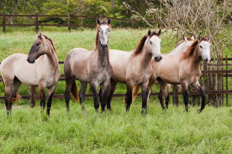 Equine Therapy