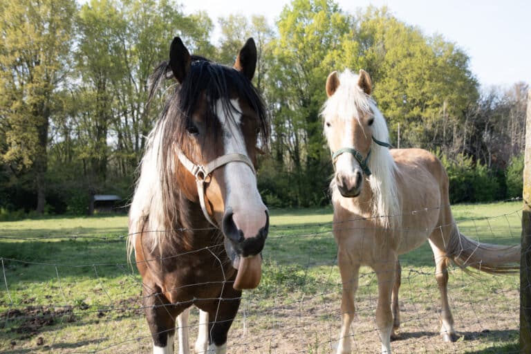 two horses in the pasture, one horse showed his tongue, animals are joking, countryside, rural. What Is Equine Therapy?