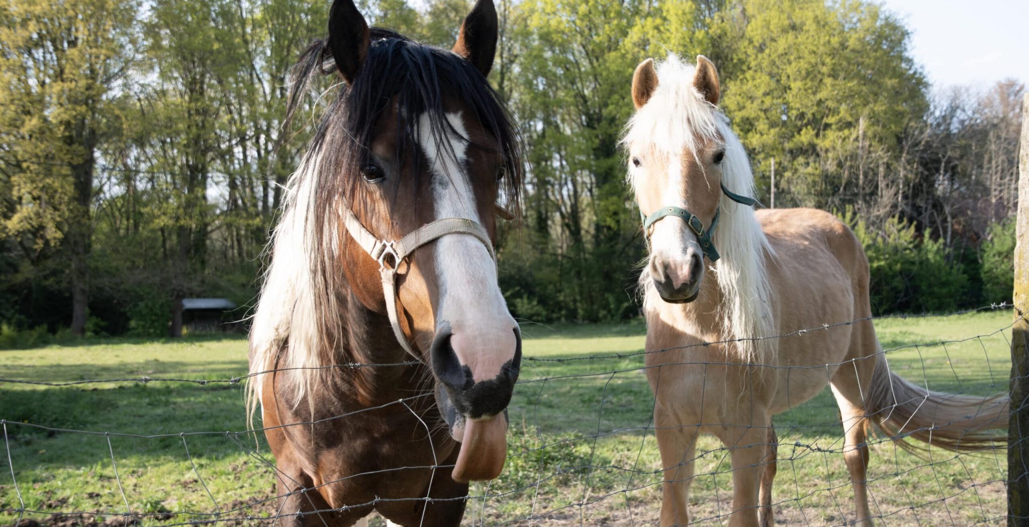 two horses in the pasture, one horse showed his tongue, animals are joking, countryside, rural. What Is Equine Therapy?